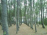 Pignadà au bord du lac de Bordeaux (vers 2005)
