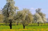 Perèrs en flors