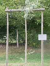 Pindères - chêne liège pour Linon